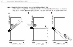鹿威し原理で動く酵母の細胞周期